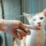 A person with painted nails gently touching the chin of a white and orange cat inside a blue wire shelter cage, representing compassion for animals and the human-animal bond at the heart of veterinary science.