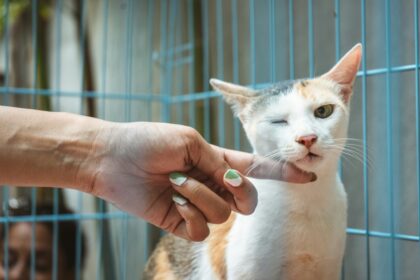 A person with painted nails gently touching the chin of a white and orange cat inside a blue wire shelter cage, representing compassion for animals and the human-animal bond at the heart of veterinary science.
