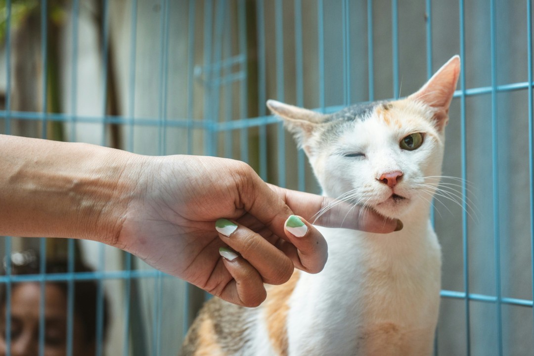 A person with painted nails gently touching the chin of a white and orange cat inside a blue wire shelter cage, representing compassion for animals and the human-animal bond at the heart of veterinary science.