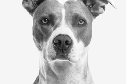 A striking black and white close-up portrait of a male Pit Bull mix dog looking directly into the camera with alert, intelligent eyes, representing the neutering and castration decision guide for male dogs.