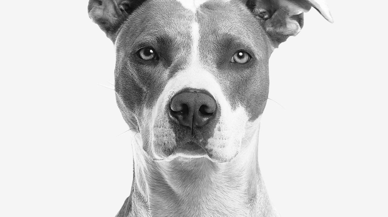 A striking black and white close-up portrait of a male Pit Bull mix dog looking directly into the camera with alert, intelligent eyes, representing the neutering and castration decision guide for male dogs.