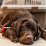 A chocolate Labrador puppy wearing a red leash lying lethargically on a white tile floor next to a travel crate, representing signs of illness, nausea, and vomiting in dogs that require veterinary attention.