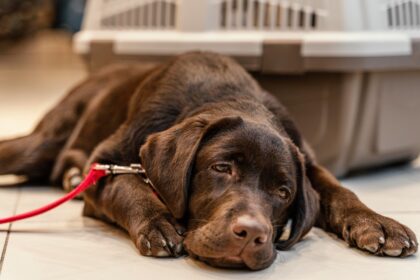 A chocolate Labrador puppy wearing a red leash lying lethargically on a white tile floor next to a travel crate, representing signs of illness, nausea, and vomiting in dogs that require veterinary attention.