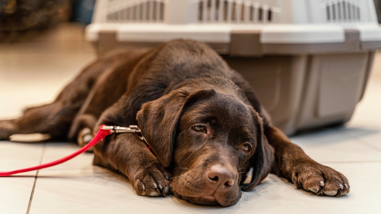 A chocolate Labrador puppy wearing a red leash lying lethargically on a white tile floor next to a travel crate, representing signs of illness, nausea, and vomiting in dogs that require veterinary attention.