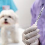 A veterinarian in white gloves holding a vaccine syringe in the foreground while a fluffy white Maltese dog sits on an examination table in the background, representing the dog vaccination schedule in India.