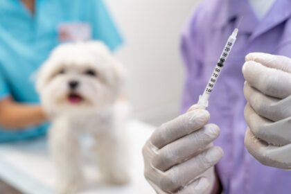 A veterinarian in white gloves holding a vaccine syringe in the foreground while a fluffy white Maltese dog sits on an examination table in the background, representing the dog vaccination schedule in India.