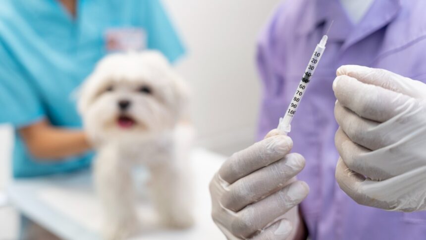 A veterinarian in white gloves holding a vaccine syringe in the foreground while a fluffy white Maltese dog sits on an examination table in the background, representing the dog vaccination schedule in India.