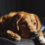 A golden-brown Golden Retriever lying quietly on a dark leather couch with a tired, sad expression, representing the lethargy and discomfort experienced by dogs suffering from urinary bladder stones or uroliths.