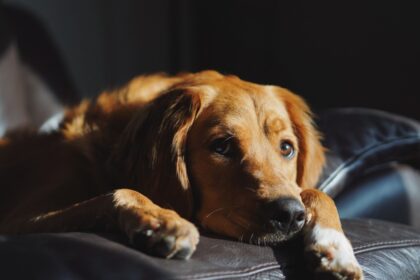 A golden-brown Golden Retriever lying quietly on a dark leather couch with a tired, sad expression, representing the lethargy and discomfort experienced by dogs suffering from urinary bladder stones or uroliths.