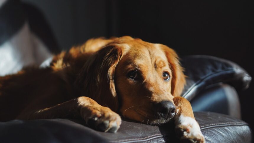 A golden-brown Golden Retriever lying quietly on a dark leather couch with a tired, sad expression, representing the lethargy and discomfort experienced by dogs suffering from urinary bladder stones or uroliths.