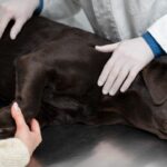 A chocolate Labrador Retriever lying on a veterinary examination table while a vet in white gloves and a pet owner gently examine the dog, representing diagnosis and treatment of Chronic Kidney Disease in senior dogs.