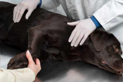 A chocolate Labrador Retriever lying on a veterinary examination table while a vet in white gloves and a pet owner gently examine the dog, representing diagnosis and treatment of Chronic Kidney Disease in senior dogs.