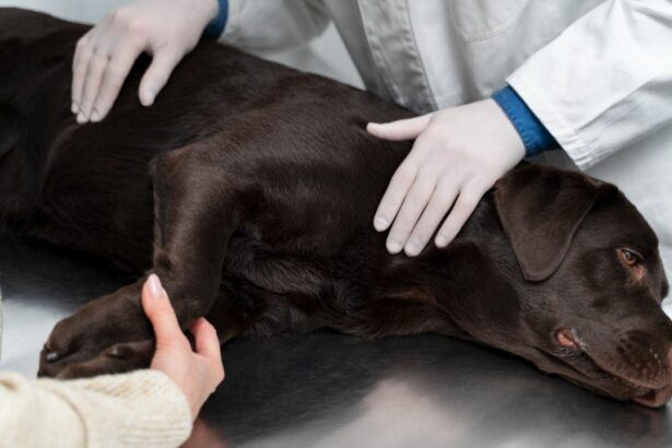 A chocolate Labrador Retriever lying on a veterinary examination table while a vet in white gloves and a pet owner gently examine the dog, representing diagnosis and treatment of Chronic Kidney Disease in senior dogs.