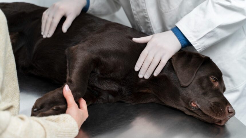 A chocolate Labrador Retriever lying on a veterinary examination table while a vet in white gloves and a pet owner gently examine the dog, representing diagnosis and treatment of Chronic Kidney Disease in senior dogs.