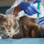 A fluffy Persian cat lying on a veterinary examination table while a vet in blue gloves administers an injection, representing small animal blood testing and veterinary diagnosis for pet diseases.
