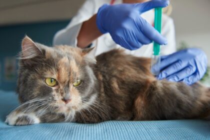 A fluffy Persian cat lying on a veterinary examination table while a vet in blue gloves administers an injection, representing small animal blood testing and veterinary diagnosis for pet diseases.