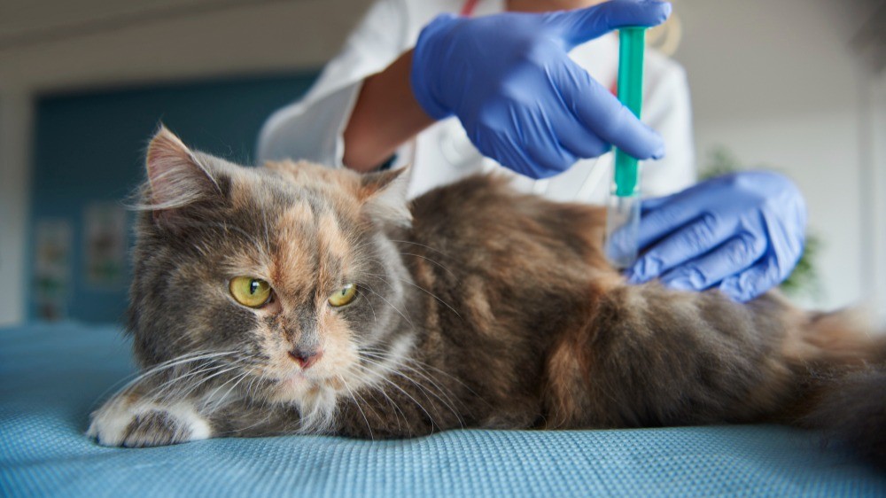 A fluffy Persian cat lying on a veterinary examination table while a vet in blue gloves administers an injection, representing small animal blood testing and veterinary diagnosis for pet diseases.