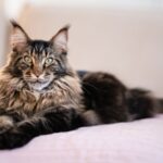 A large fluffy Maine Coon cat with green eyes and tabby markings resting on a pink bed, showcasing the breed's impressive size, long coat, and gentle personality.