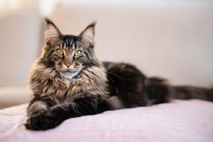 A large fluffy Maine Coon cat with green eyes and tabby markings resting on a pink bed, showcasing the breed's impressive size, long coat, and gentle personality.