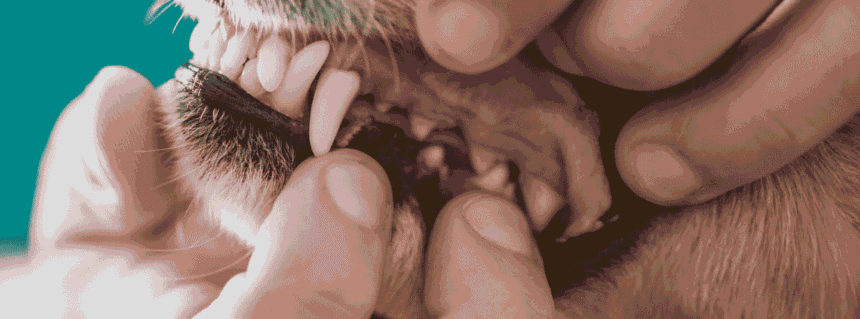 A person using a toothbrush to clean a dog's teeth and remove plaque, showing proper at-home dog dental care technique against a teal background.