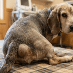 An older, brindled hound-style dog sits on a patterned exam table in a veterinary clinic. The dog is viewed from behind and to the side, looking back toward the camera with a somber expression. A prominent, rounded swelling—characteristic of a perineal hernia—is visible on the right side of its tail base. The background shows a warm, wood-paneled clinical setting with medical monitoring equipment.