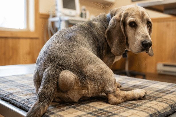 An older, brindled hound-style dog sits on a patterned exam table in a veterinary clinic. The dog is viewed from behind and to the side, looking back toward the camera with a somber expression. A prominent, rounded swelling—characteristic of a perineal hernia—is visible on the right side of its tail base. The background shows a warm, wood-paneled clinical setting with medical monitoring equipment.