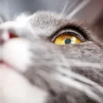 Extreme close-up of a grey cat's stunning golden eye looking upward, showing fine eyelashes and eyelid detail relevant to feline eye health and cat eyelash care.