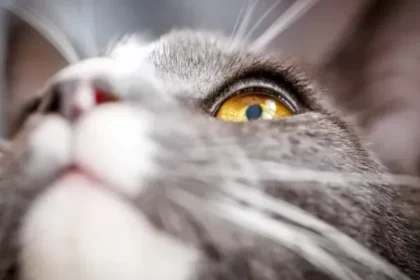 Extreme close-up of a grey cat's stunning golden eye looking upward, showing fine eyelashes and eyelid detail relevant to feline eye health and cat eyelash care.