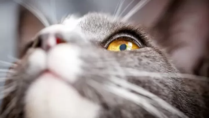 Extreme close-up of a grey cat's stunning golden eye looking upward, showing fine eyelashes and eyelid detail relevant to feline eye health and cat eyelash care.
