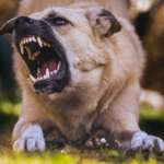 A large tan dog snarling and showing its powerful teeth and jaw on grass, representing the strongest bite force dog breeds including Kangal and guardian dogs.