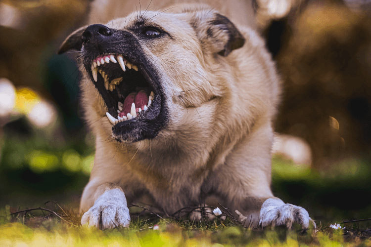 A large tan dog snarling and showing its powerful teeth and jaw on grass, representing the strongest bite force dog breeds including Kangal and guardian dogs.