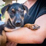 A black and tan potcake puppy with soulful eyes resting in a person's arms outdoors, representing rescued Caribbean street dogs and potcake dog adoption and care.