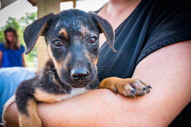 A black and tan potcake puppy with soulful eyes resting in a person's arms outdoors, representing rescued Caribbean street dogs and potcake dog adoption and care.
