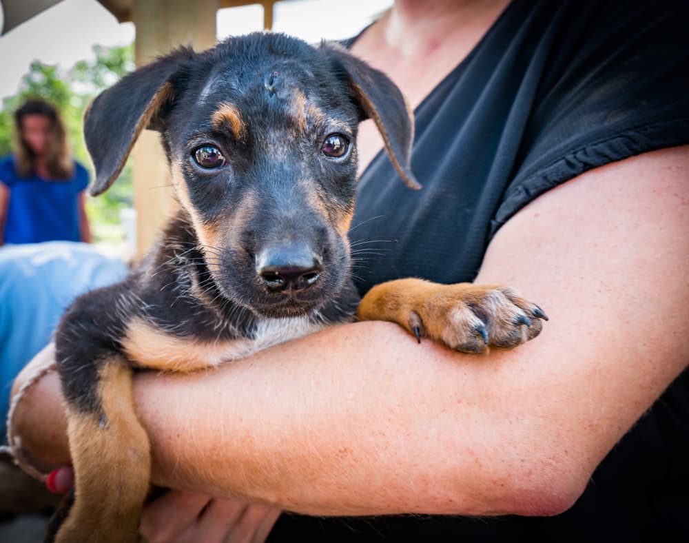 A black and tan potcake puppy with soulful eyes resting in a person's arms outdoors, representing rescued Caribbean street dogs and potcake dog adoption and care.