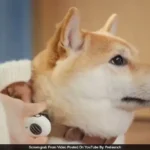 Can AI Really Read Your Pet’s Mind? New ‘Pet Translator’ Device Creates Massive Buzz Online