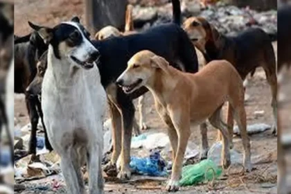 Centre Orders Ministries to Remove Stray Dogs From Public Campuses by June 30, 2026, Following Supreme Court Safety Directives