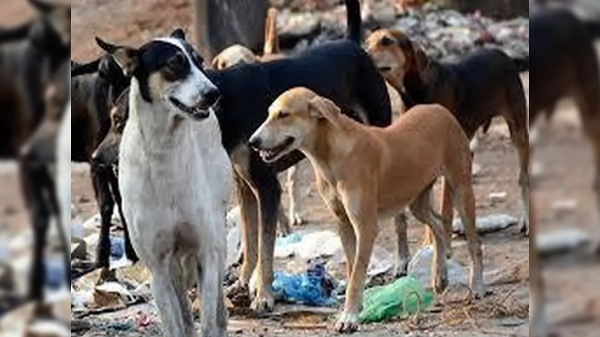 Centre Orders Ministries to Remove Stray Dogs From Public Campuses by June 30, 2026, Following Supreme Court Safety Directives