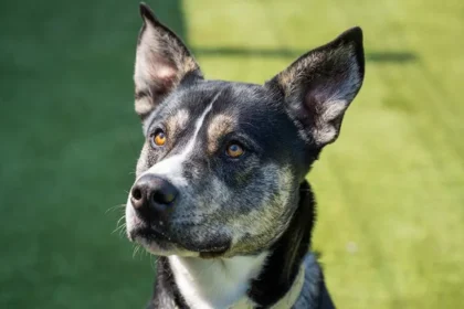 'Underdogs' struggling to find forever homes