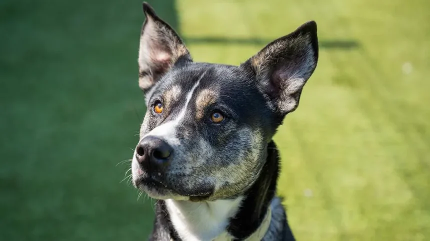 'Underdogs' struggling to find forever homes