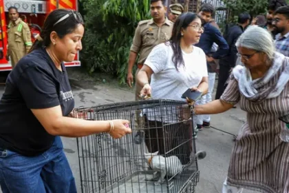 Over 30 Dogs and Cats Rescued After Massive Fire Breaks Out at Lucknow Pet Facility