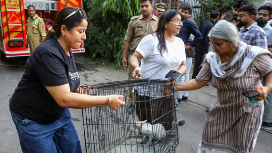 Over 30 Dogs and Cats Rescued After Massive Fire Breaks Out at Lucknow Pet Facility