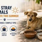 How to help stray animals stay safe during summer heatwaves? Vet shares 3 simple tips