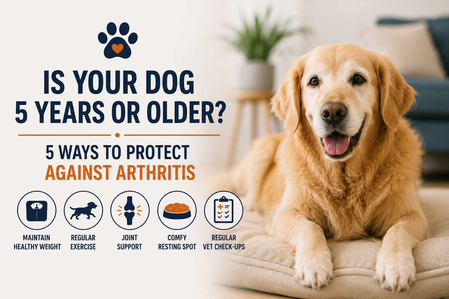 Is Your Dog 5 Years or Older? Veterinarian Shares 5 Essential Ways to Protect Your Pet From Arthritis