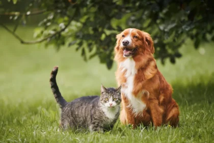 UK Heatwave Has Vets Sounding the Alarm — These Dog Breeds Are Most Likely to Suffer Heatstroke