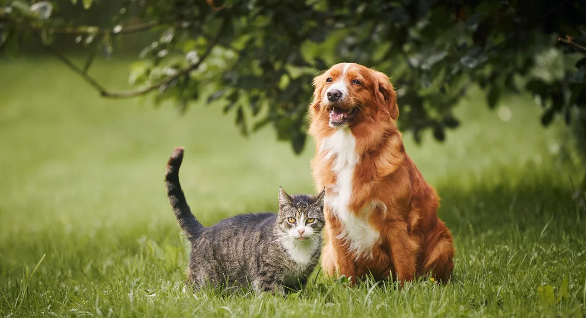 UK Heatwave Has Vets Sounding the Alarm — These Dog Breeds Are Most Likely to Suffer Heatstroke