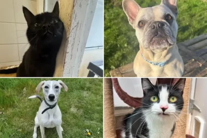 15 Adorable Rescue Cats and Dogs Looking for Their Forever Homes Steal Hearts Across the North East