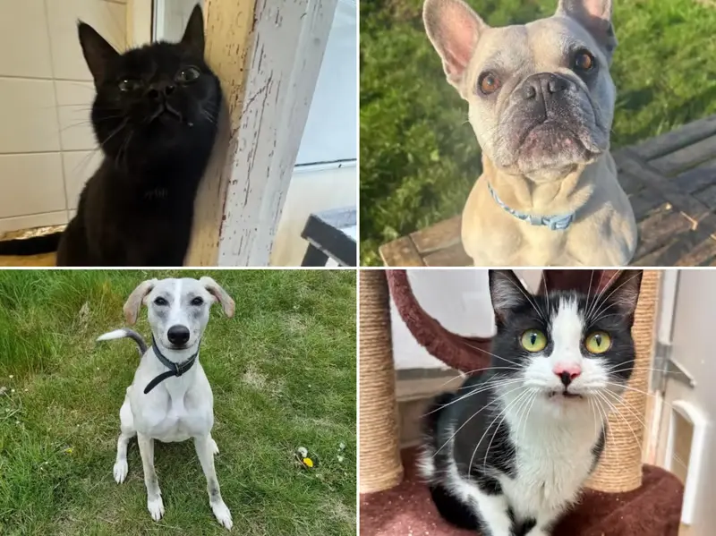 15 Adorable Rescue Cats and Dogs Looking for Their Forever Homes Steal Hearts Across the North East