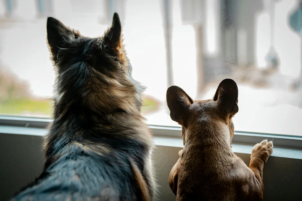 Why Do Dogs Love Staring Out the Window? The Surprising Science Behind Your Pup’s Favorite Hobby