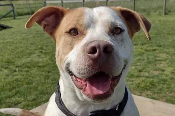 Shelter Dog Becomes a Hero After Donating Blood to Save a Critically Ill Puppy