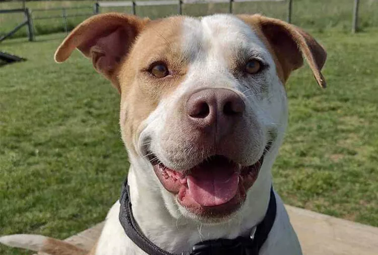 Shelter Dog Becomes a Hero After Donating Blood to Save a Critically Ill Puppy